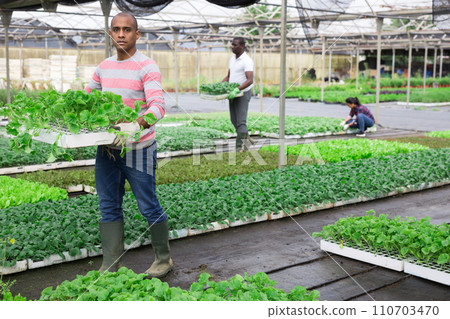 Latino man checking seedlings in garden center Latino man checking seedlings in garden center 110703470