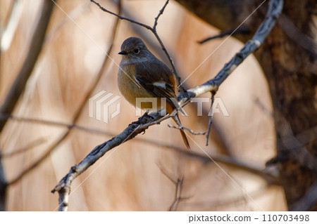 冬鳥,達烏爾鶲棲息在樹枝上♀ 冬鳥,達烏爾鶲棲息在樹枝上♀ 110703498