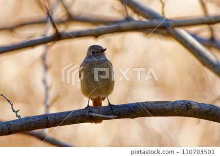 Winter bird, Daurian flycatcher perched on a branch♀ Winter bird, Daurian flycatcher perched on a branch♀ 110703501