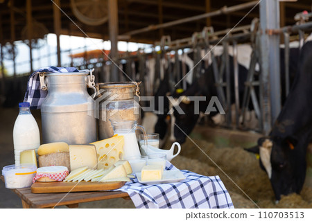 Dairy products - milk, cheese, cottage cheese on the background of cows in barn 110703513