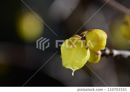 It looks like spring is coming soon...the sweet-scented flowers of the Japanese lily have bloomed. 110703581