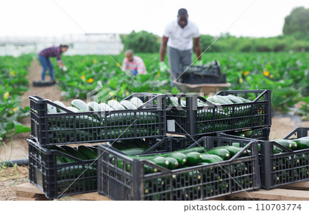 Zucchini in plastic crates on background with working people 110703774