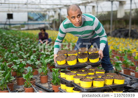 gardeners holding a trays with pots of flowers gardeners holding a trays with pots of flowers 110703939