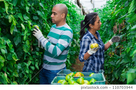 Couple of gardeners harvesting tomatoes in family greenhouse Couple of gardeners harvesting tomatoes in family greenhouse 110703944