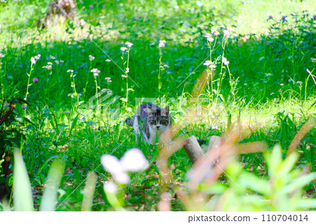 公園裡一隻眼神銳利的流浪貓 公園裡一隻眼神銳利的流浪貓 110704014