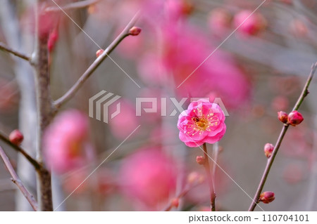 紅梅裝點早春 紅梅裝點早春 110704101