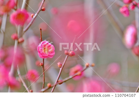 Red plum blossoms decorate early spring 110704107