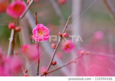 紅梅裝點早春 110704108