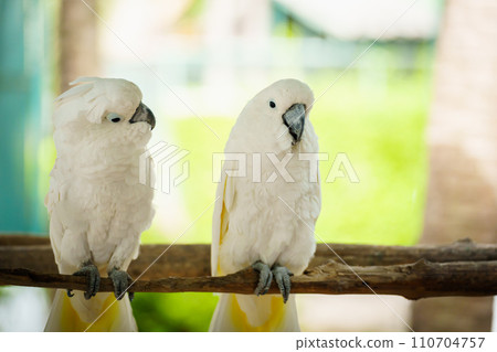 pair of Tanimbar Corella (Cacatua goffiniana) also known as the Goffin's cockatoo on wood tree branch 110704757