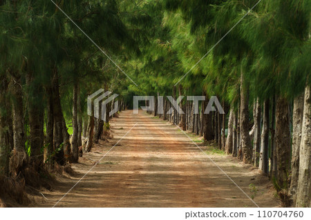 gravel path between pine trees gravel path between pine trees 110704760