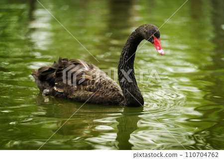 black swan swimming in pond black swan swimming in pond 110704762