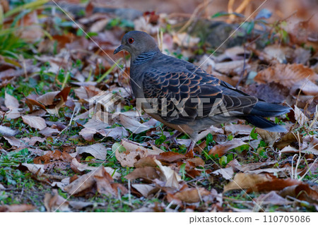 雌雄同體野生鳥類 Streptopelia streptopelia 雌雄同體野生鳥類 Streptopelia streptopelia 110705086