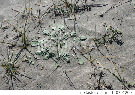 Watching the tides rise and fall on the beach. You will be drawn into the mysterious patterns created by the sand as it is exposed to the waves. Watching the tides rise and fall on the beach. You will be drawn into the mysterious patterns created by the sand as it is exposed to the waves. 110705200