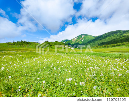Climbing Mt. Hiuchi in summer (Tengu's garden: Mt. Hiuchi and cotton grass community) 110705205