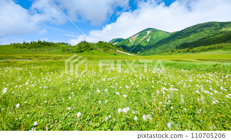 Climbing Mt. Hiuchi in summer (Tengu's garden: Mt. Hiuchi and cotton grass community) 110705206