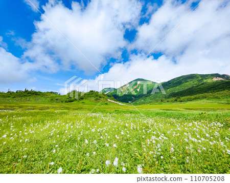 Climbing Mt. Hiuchi in summer (Tengu's garden: Mt. Hiuchi and cotton grass community) Climbing Mt. Hiuchi in summer (Tengu's garden: Mt. Hiuchi and cotton grass community) 110705208