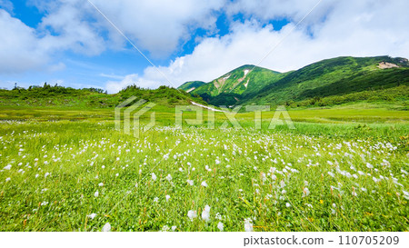Climbing Mt. Hiuchi in summer (Tengu's garden: Mt. Hiuchi and cotton grass community) 110705209