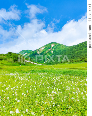 Climbing Mt. Hiuchi in summer (Tengu's garden: Mt. Hiuchi and cotton grass community) Climbing Mt. Hiuchi in summer (Tengu's garden: Mt. Hiuchi and cotton grass community) 110705231