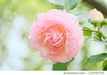 Beautiful roses in the rose garden Beautiful roses in the rose garden 110705791