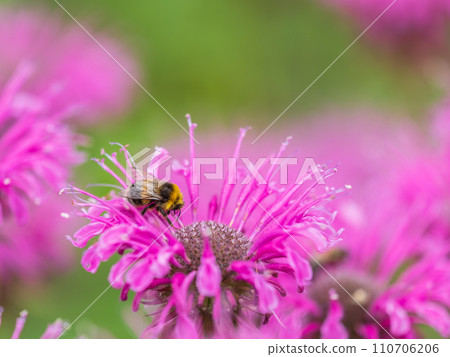 Bumblebee collecting nectar from monarda flower macro photography on a summer day. 110706206