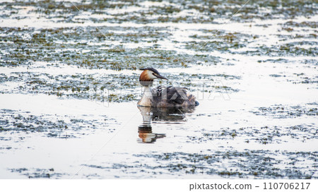 The water bird Great crested Grebe, Podiceps cristatus, swimming in the lake, and its cute babies riding on its back The water bird Great crested Grebe, Podiceps cristatus, swimming in the lake, and its cute babies riding on its back 110706217