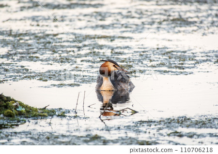 The waterfowl bird Great Crested Grebe swimming in the calm lake The waterfowl bird Great Crested Grebe swimming in the calm lake 110706218