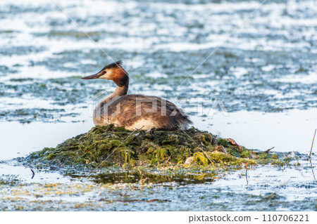 Great Crested Grebe, Podiceps cristatus, water bird sitting on the nest, nesting time on the green lake 110706221