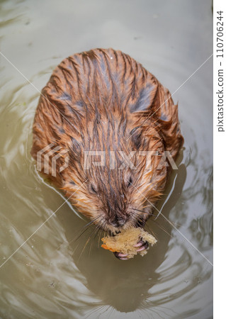 Wild animal Muskrat, Ondatra zibethicuseats, eats on the river bank 110706244