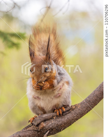 The squirrel with nut sits on a branches in the spring or summer. The squirrel with nut sits on a branches in the spring or summer. 110706296