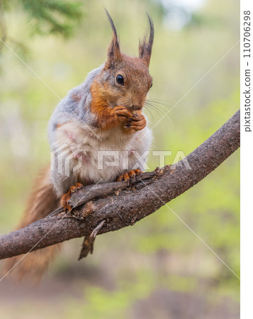 The squirrel with nut sits on a branches in the spring or summer. The squirrel with nut sits on a branches in the spring or summer. 110706298