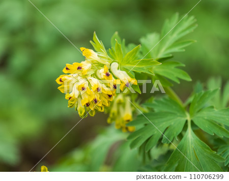 Corydalis nobilis, the Siberian corydalis, is a perennial plant native to Siberia, Xinjiang and Kazakhstan Corydalis nobilis, the Siberian corydalis, is a perennial plant native to Siberia, Xinjiang and Kazakhstan 110706299