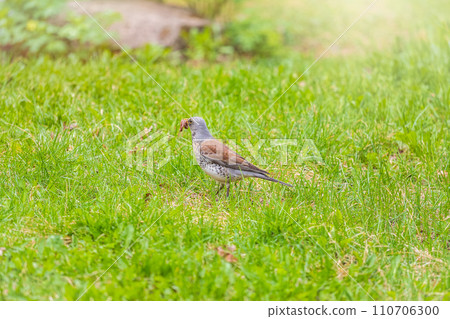 Wood bird Fieldfare, Turdus pilaris, on a sprng lawn. 110706300