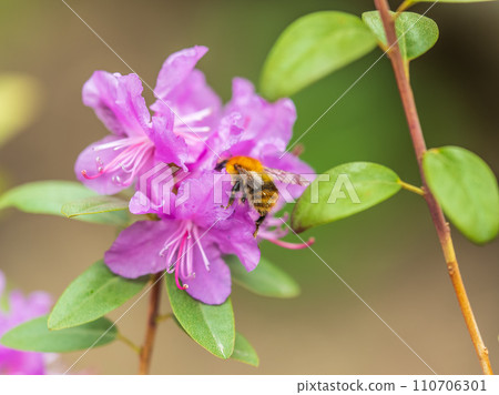 Pink flowers of Siberian rhododendron copy space. Rhododendron dauricum. Spring flowering of Altai rhododendron. 110706301