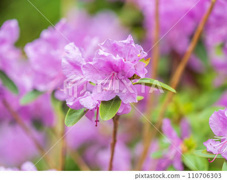 Pink flowers of Siberian rhododendron copy space. Rhododendron dauricum. Spring flowering of Altai rhododendron. 110706303