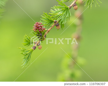 Larch tree fresh pink cones blossom at spring on nature background Larch tree fresh pink cones blossom at spring on nature background 110706307