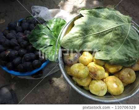 中亞無花果 110706329