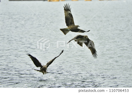 black kite flying on the water surface black kite flying on the water surface 110706453