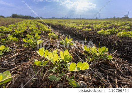 Young peanuts (groundnut) growing in the field , Thailand. 110706724