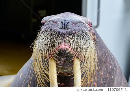揮舞著鬍鬚的海象的特寫 揮舞著鬍鬚的海象的特寫 110706741