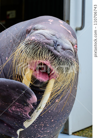 Close-up of a walrus with waving whiskers 110706743