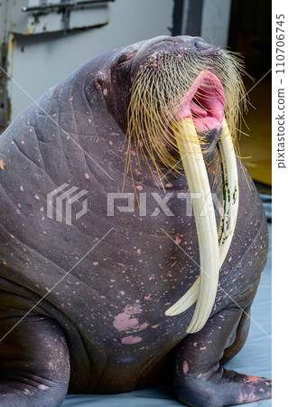 揮舞著鬍鬚的海象的特寫 110706745