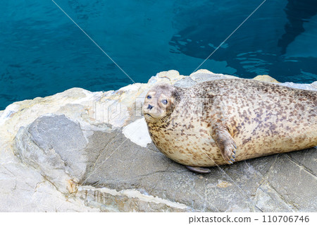岩石上海豹的可愛表情 110706746