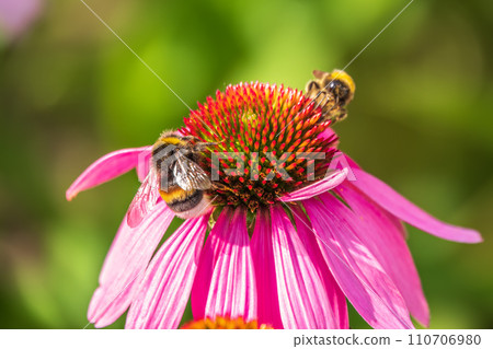 A closeup shot of a bee collecting pollen on a purple echinacea flower 110706980