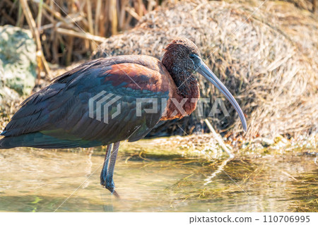 The glossy ibis, latin name Plegadis falcinellus, searching for food in the shallow lagoon. The glossy ibis, latin name Plegadis falcinellus, searching for food in the shallow lagoon. 110706995