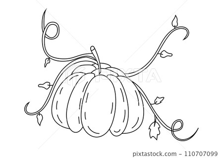 Vector vegetable pumpkin with stems and leaves. 110707099