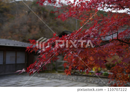 Autumn leaves Autumn leaves 110707222