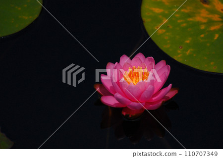 Cute water lily flower Cute water lily flower 110707349
