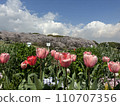 Park landscape with tulips 110707356