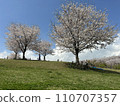 Cherry blossoms at Negishi Forest Park 110707357