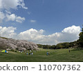 Lawn and cherry blossoms at Negishi Forest Park 110707362